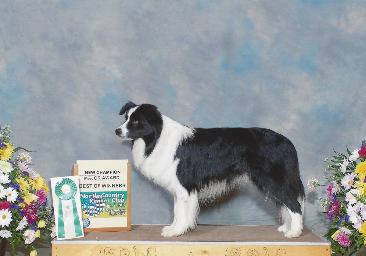 Border Collie Dogs & Collie Puppies For Sale in Ontario, Canada Asset