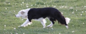 CKC Registered Puppies for Sale in Ontario Canada