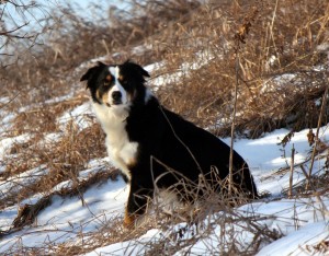 CKC Registered Puppies in Ontario Canada