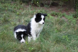 Border Collies For Sale in Ontario						