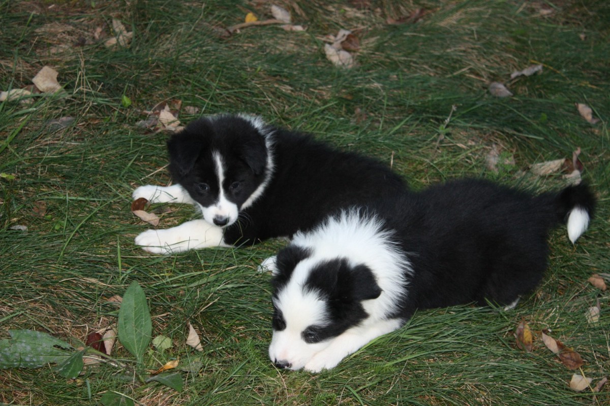 Adopt A Border Collie Puppies For Sale in Ontario, Canada Asset Kennels