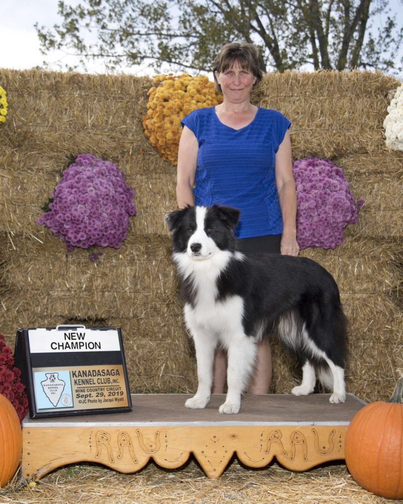 New AKC Champion Asset Kennels