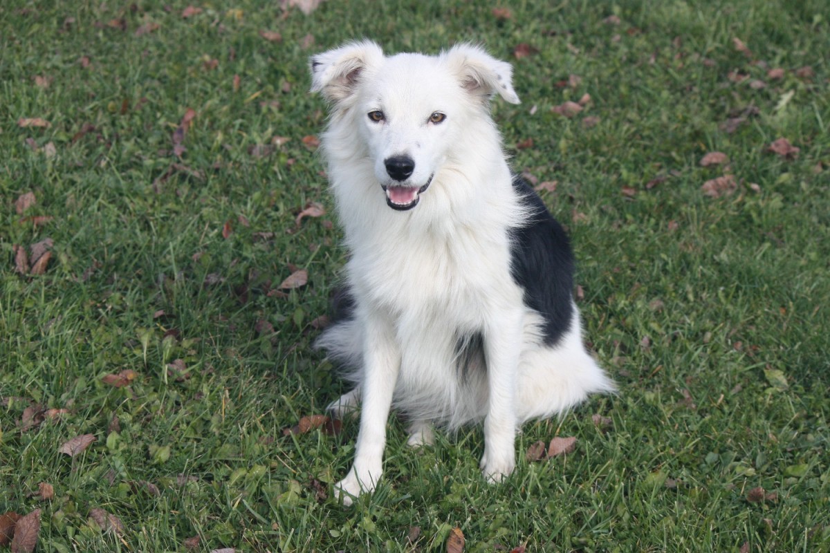 Adopt A Border Collie Puppies For Sale in Ontario