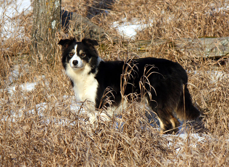 Adult & Rescue Border Collies For Adoption in Ontario Asset Kennels