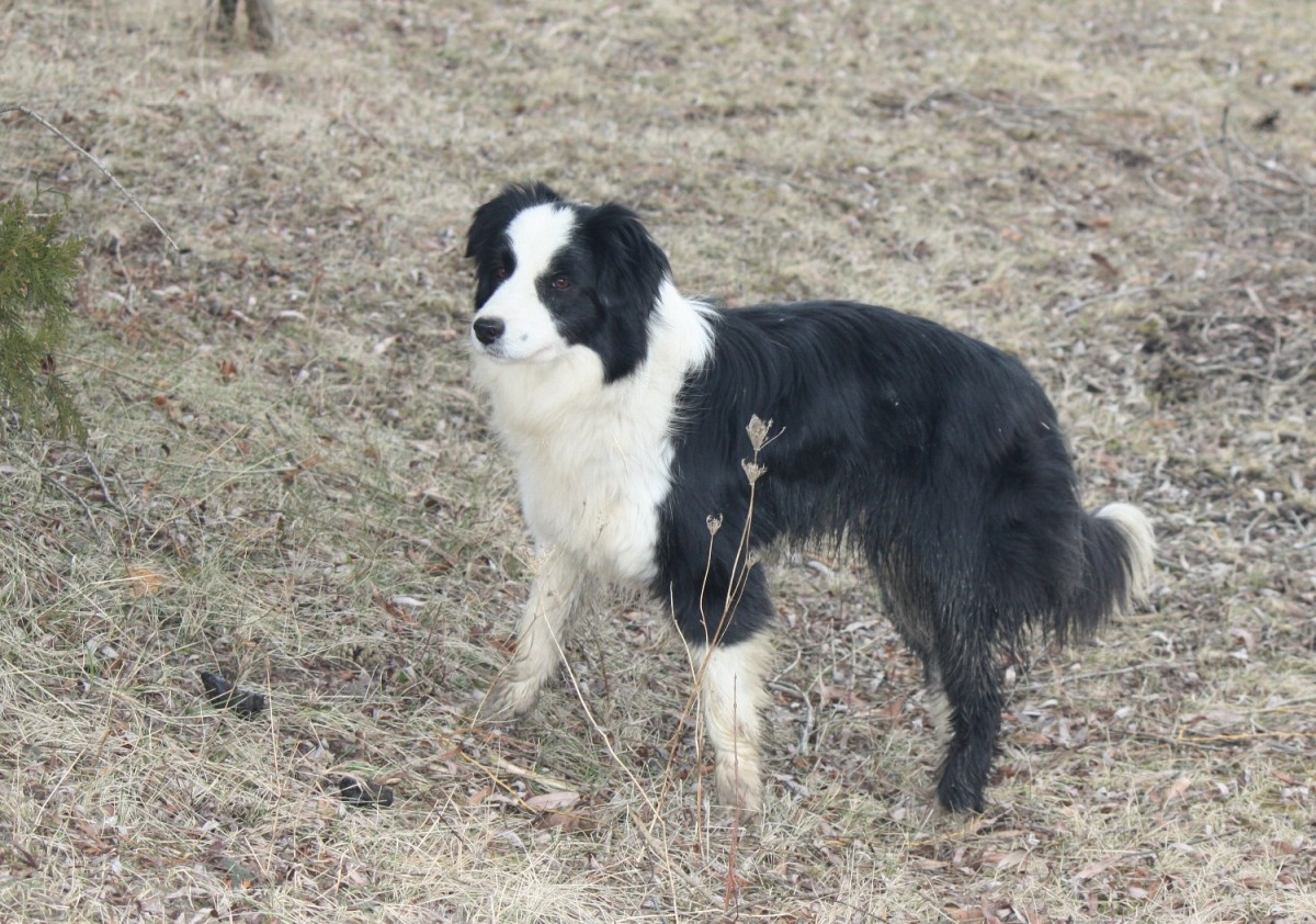 Top Five Collie Breeders Ottawa Top Five Collie Breeders Ottawa