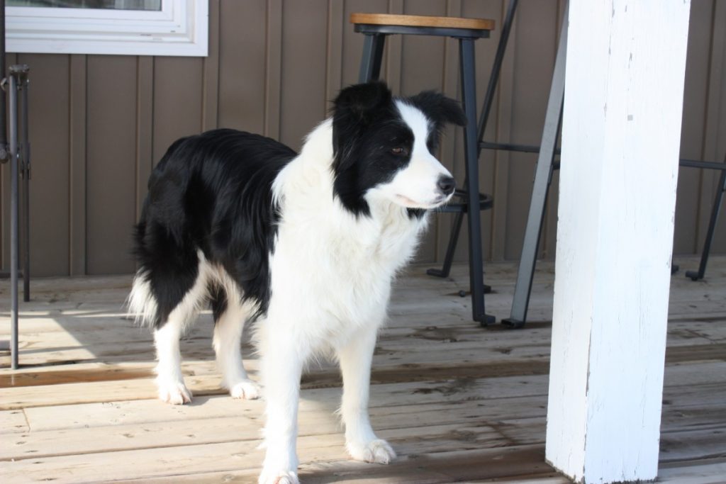Adult amp Rescue Border Collies For Adoption in Ontario Asset Kennels