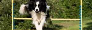 Border Collie, Ontario
