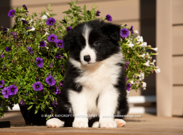 Border Collie Puppies for Sale