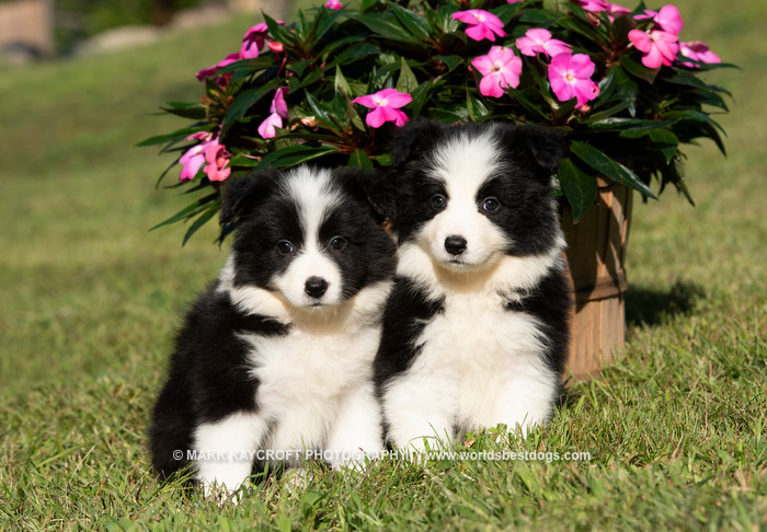 Adopt A Border Collie Puppies For Sale in Ontario
