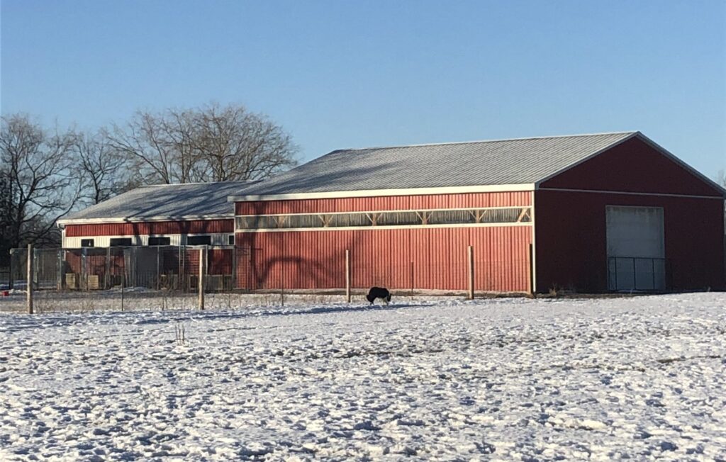 Border Collie Kennel