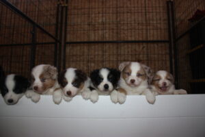 Border Collie Puppies For Sale in Ontario