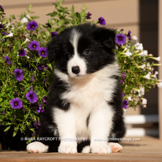 Border Collie Puppies for Sale in Nova Scotia