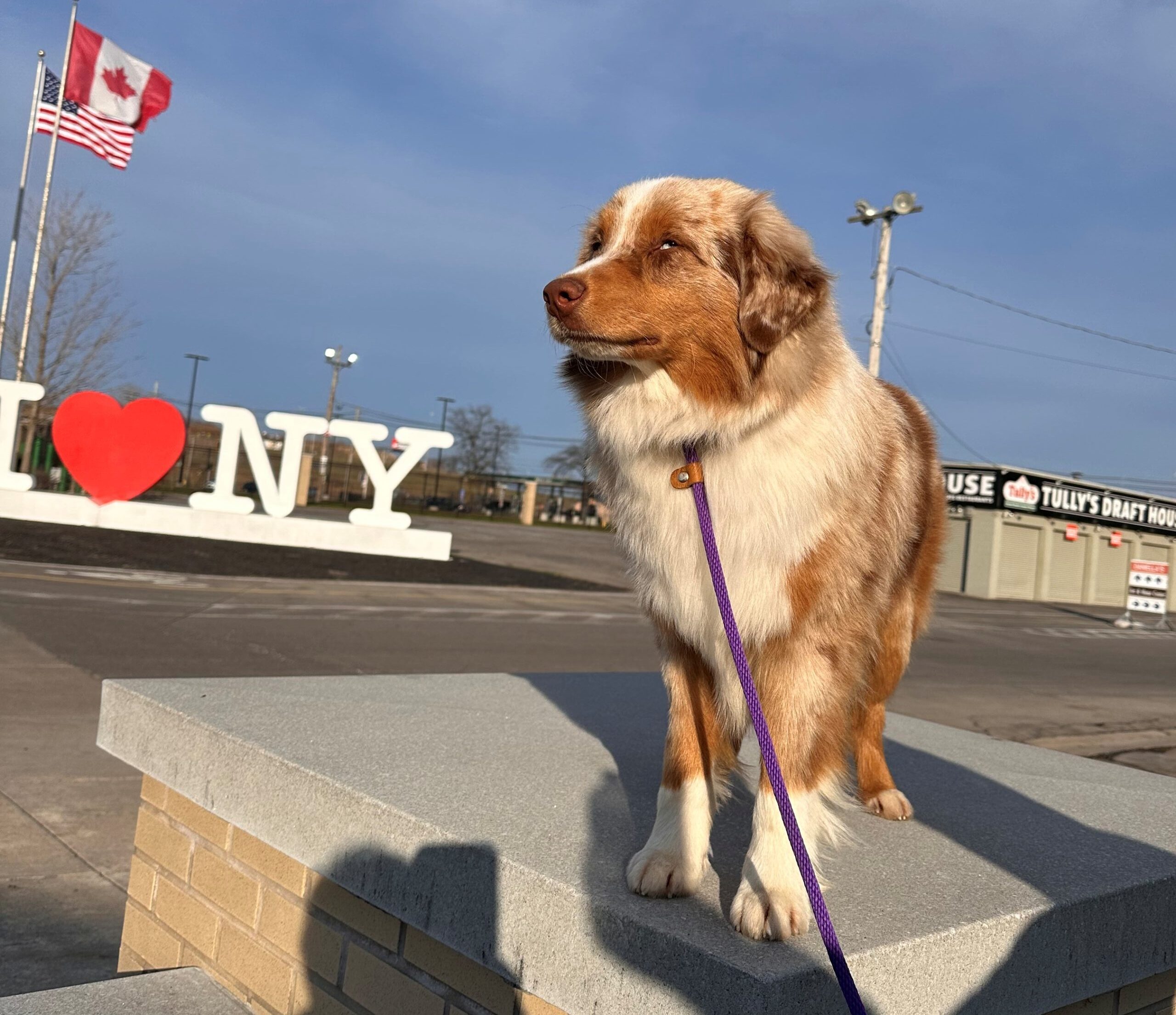 Marshall Asset Kennels