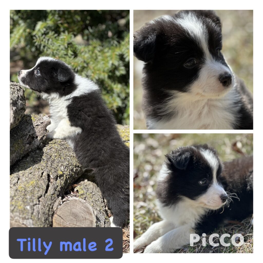 Border Collie Puppies for Sale - Asset Kennels